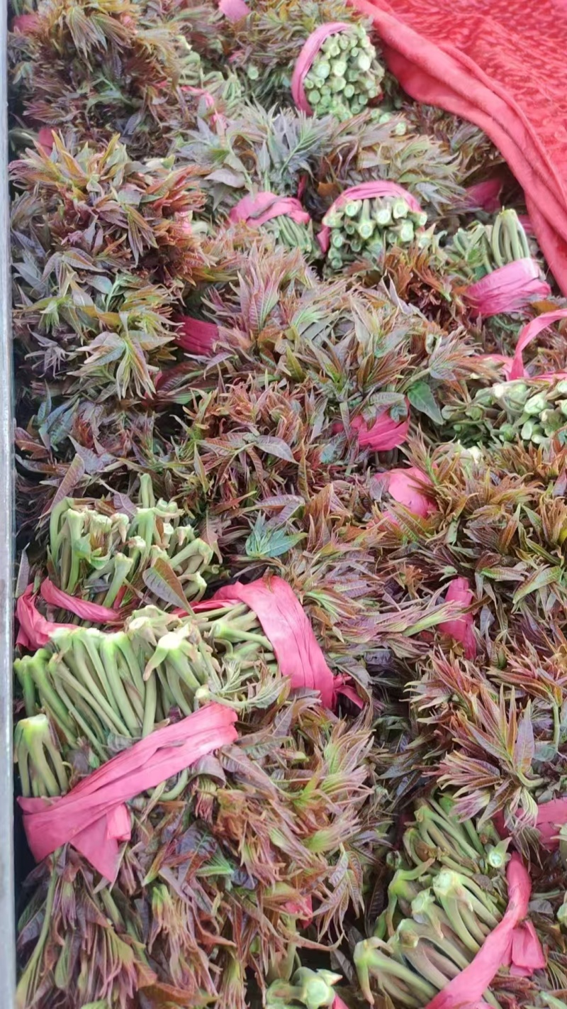 山东香椿芽，红油香椿芽，大量现货，新鲜上市，现摘现发，对