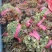 山东香椿芽，红油香椿芽，大量现货，新鲜上市，现摘现发，对
