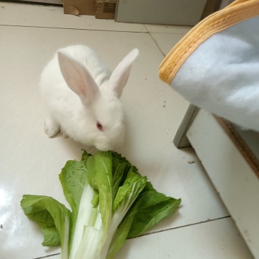谁要我送人了？
