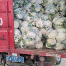 有机花菜白面小米菜花。精品小米花，市场，商超，电商。