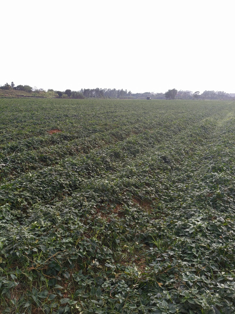 何首乌种苗、鲜货。种植面积600亩，供应量600吨。