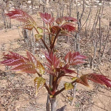 山东产地香椿芽，野生香椿芽，大量现货代收代发，要货提前订