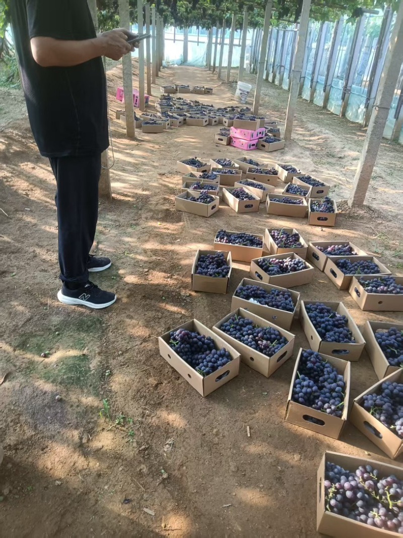 河北玫瑰香葡萄20糖度，24年新货充足，质量保证视频看货