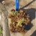 山东产地香椿芽，野生香椿芽，大量现货代收代发，要货提前订