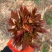 山东产地香椿芽，野生香椿芽，大量现货代收代发，要货提前订