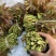 山东产地香椿芽，野生香椿芽，大量现货代收代发，要货提前订