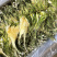霸王花批发优质霸王花规格齐全可供实体店量大价优