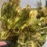 霸王花批发优质霸王花规格齐全可供实体店量大价优