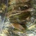 霸王花批发优质霸王花规格齐全可供实体店量大价优