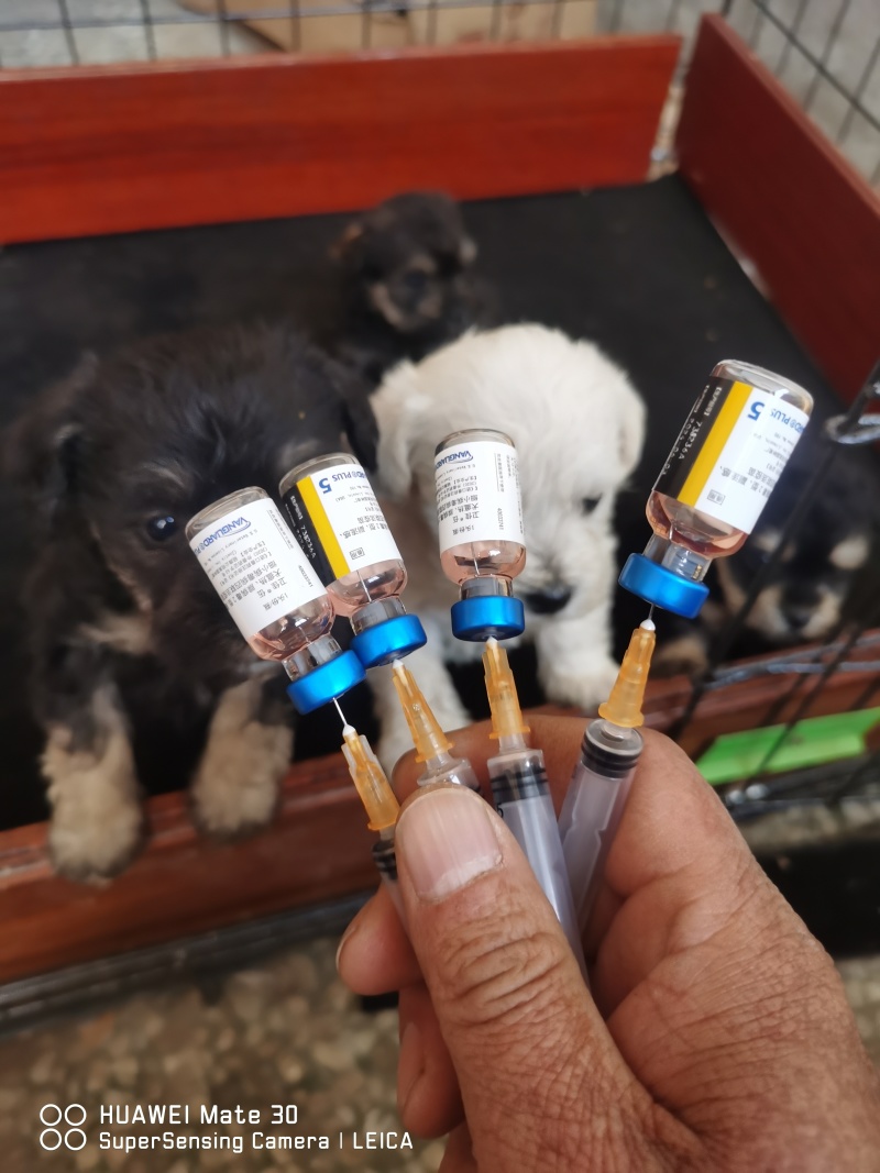 小体雪纳瑞