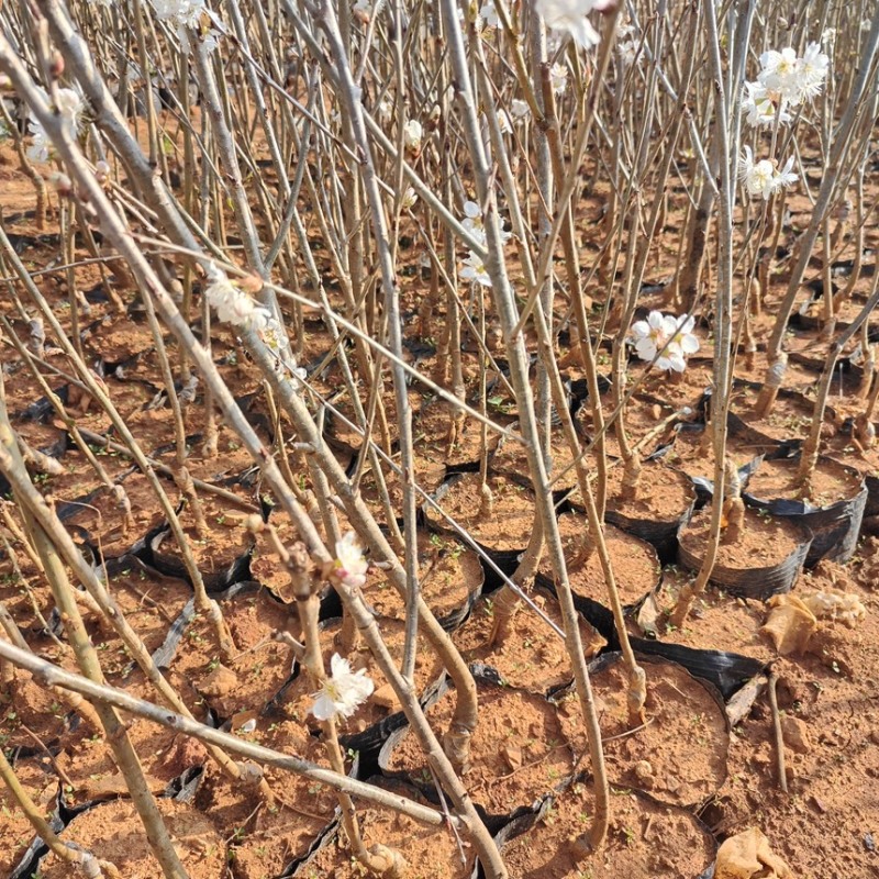 樱桃苗红妃樱桃苗玛瑙红樱桃苗地苗杯苗基地直供