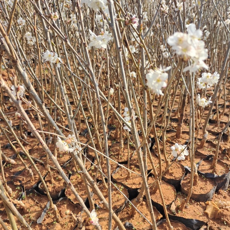 樱桃苗红妃樱桃苗玛瑙红樱桃苗地苗杯苗基地直供