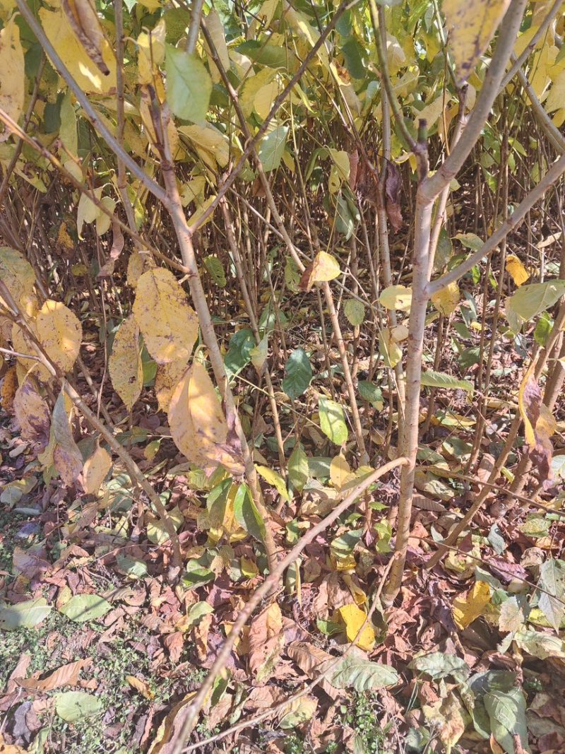 樱桃苗红妃樱桃苗玛瑙红樱桃苗地苗杯苗基地直供