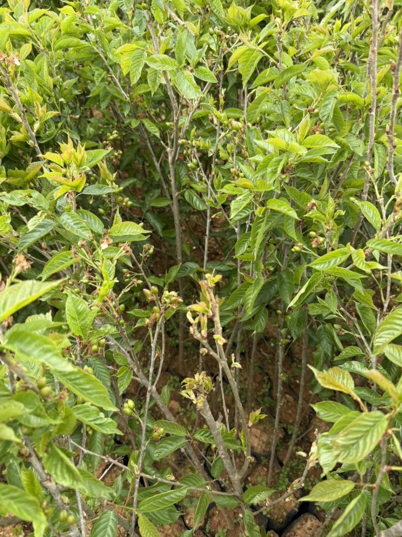 樱桃苗红妃樱桃苗玛瑙红樱桃苗地苗杯苗基地直供