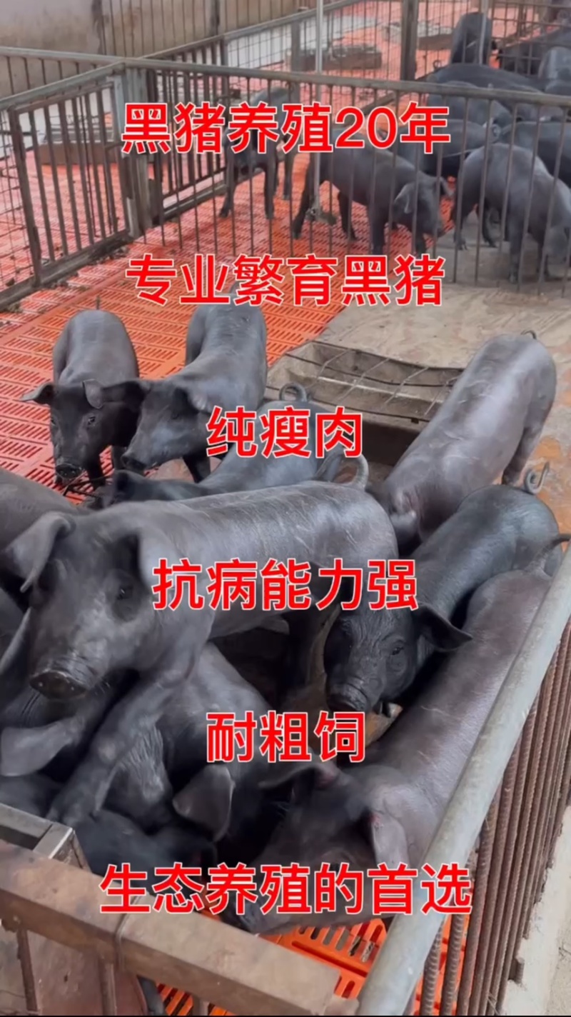 黑金刚育肥黑猪苗，猪厂直发，疫苗已打，欢迎采购