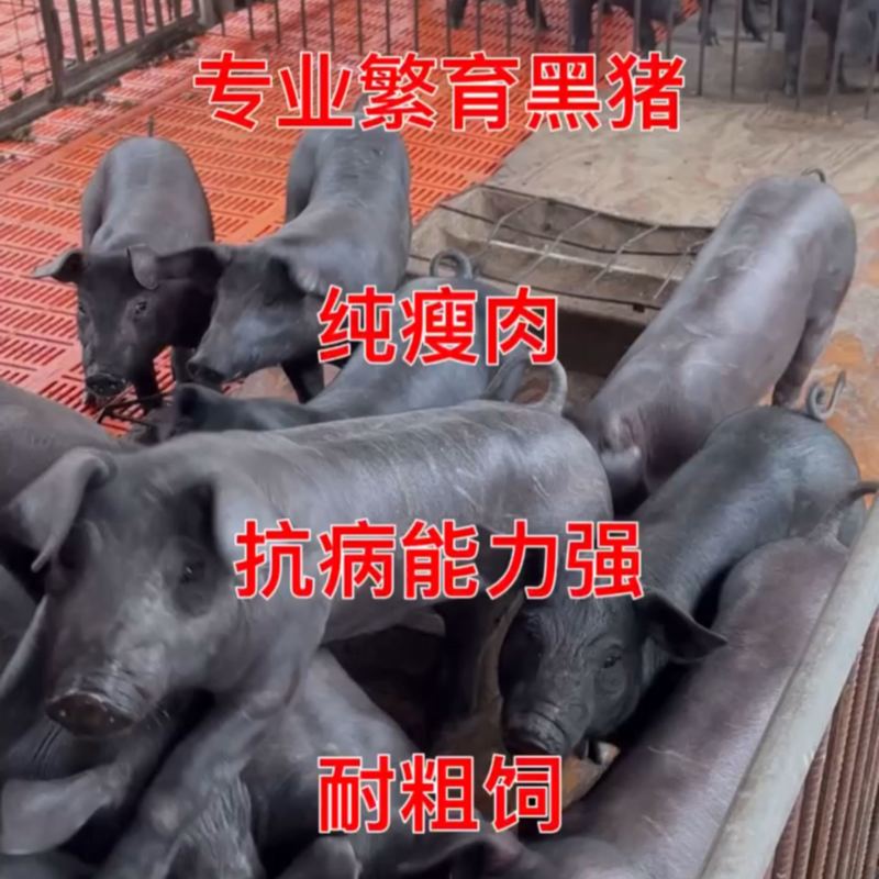黑金刚育肥黑猪苗，猪厂直发，疫苗已打，欢迎采购
