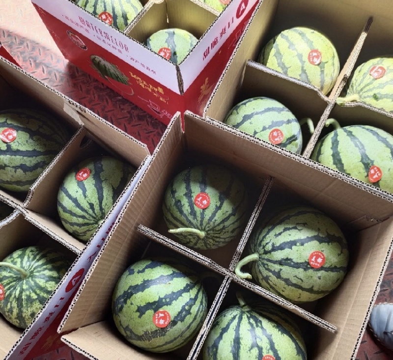 【推荐】美都西瓜安徽西瓜万亩基地品质保证可发全国市场