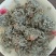 新鲜茵陈干净无杂