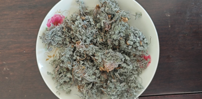 新鲜茵陈干净无杂