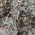 新鲜茵陈干净无杂