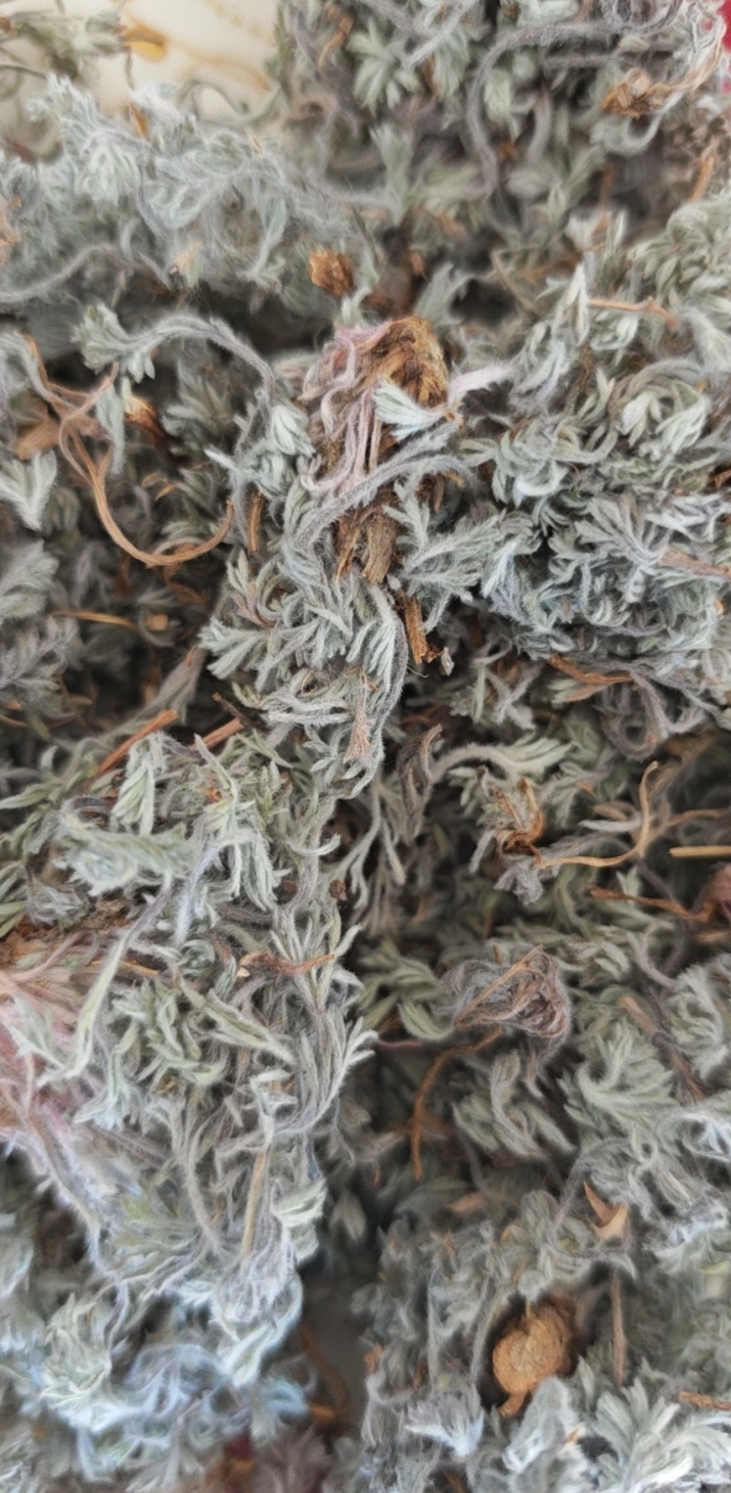 新鲜茵陈干净无杂