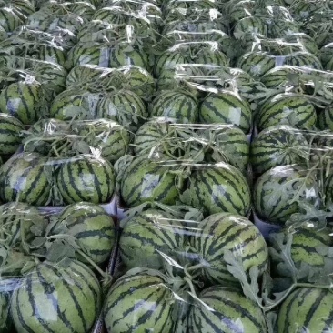 【现货直发】安徽麒麟西瓜万亩基地产地直发可视频看货