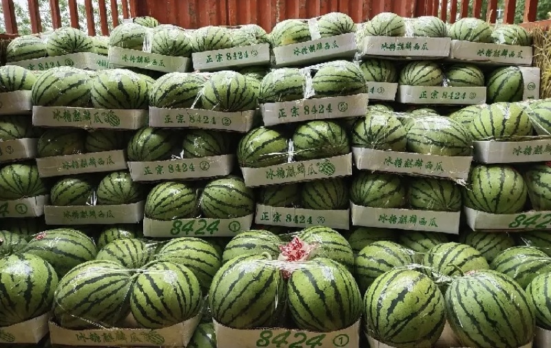 【现货直发】安徽麒麟西瓜万亩基地产地直发可视频看货