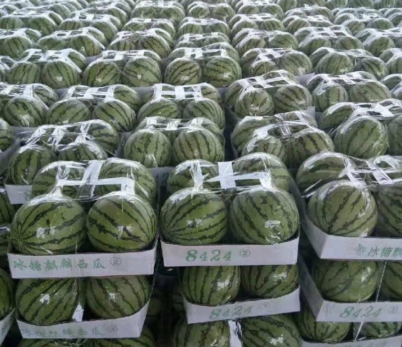 【现货直发】安徽麒麟西瓜万亩基地产地直发可视频看货