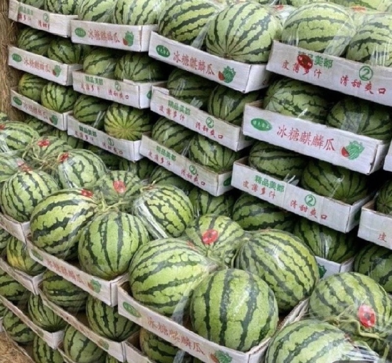 【现货直发】安徽麒麟西瓜万亩基地产地直发可视频看货