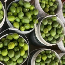 【现货直发】香水柠檬广东柠檬量大价优可一件代发对接全国