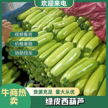 【热卖推荐】西葫芦山东碧玉西葫颜色油绿产地直供支持周边送货