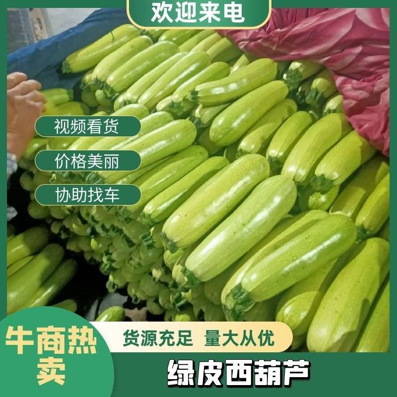 【热卖推荐】西葫芦山东碧玉西葫颜色油绿产地直供支持周边送货