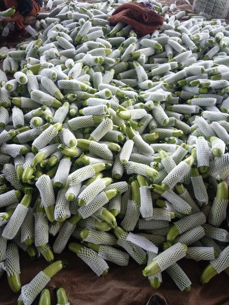 【热卖推荐】西葫芦山东碧玉西葫颜色油绿产地直供支持周边送货