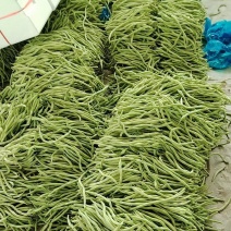 山东豆王一手货源保质保量现摘现发新鲜直供