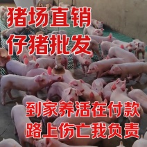 三元仔猪苗厂家直销，疫苗齐全，血检合格，欢迎采购看货