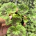 天竺葵盆栽香叶天竺葵庭院阳台绿植基地直发