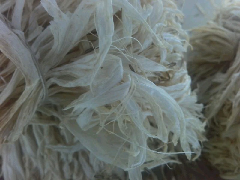 白玉簪花干花