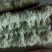 白玉簪花干花