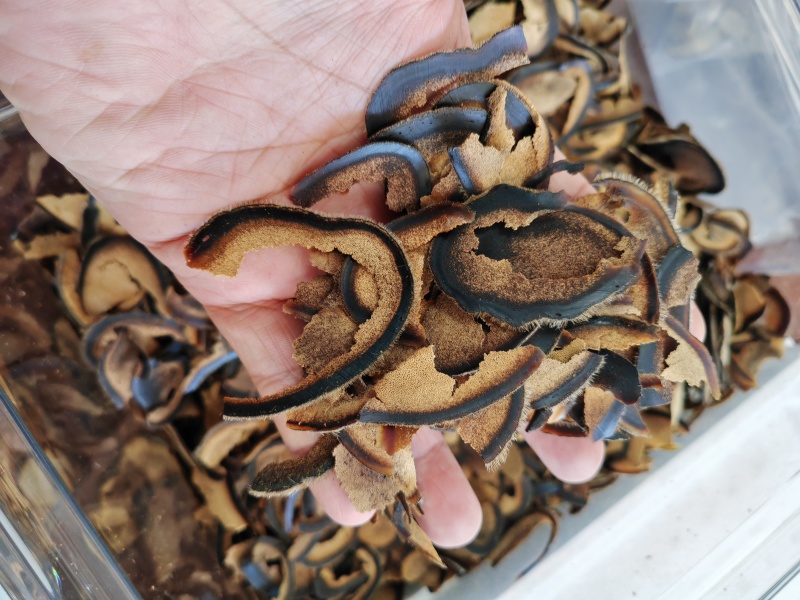 鹿茸破损半腊片，长白山鹿茸片，自用款，性价比高