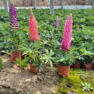 羽扇豆鲁冰花羽山豆常年销售各种绿化苗木。