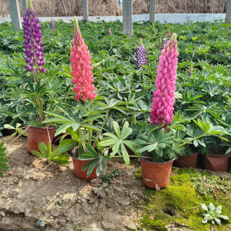 羽扇豆鲁冰花羽山豆常年销售各种绿化苗木。