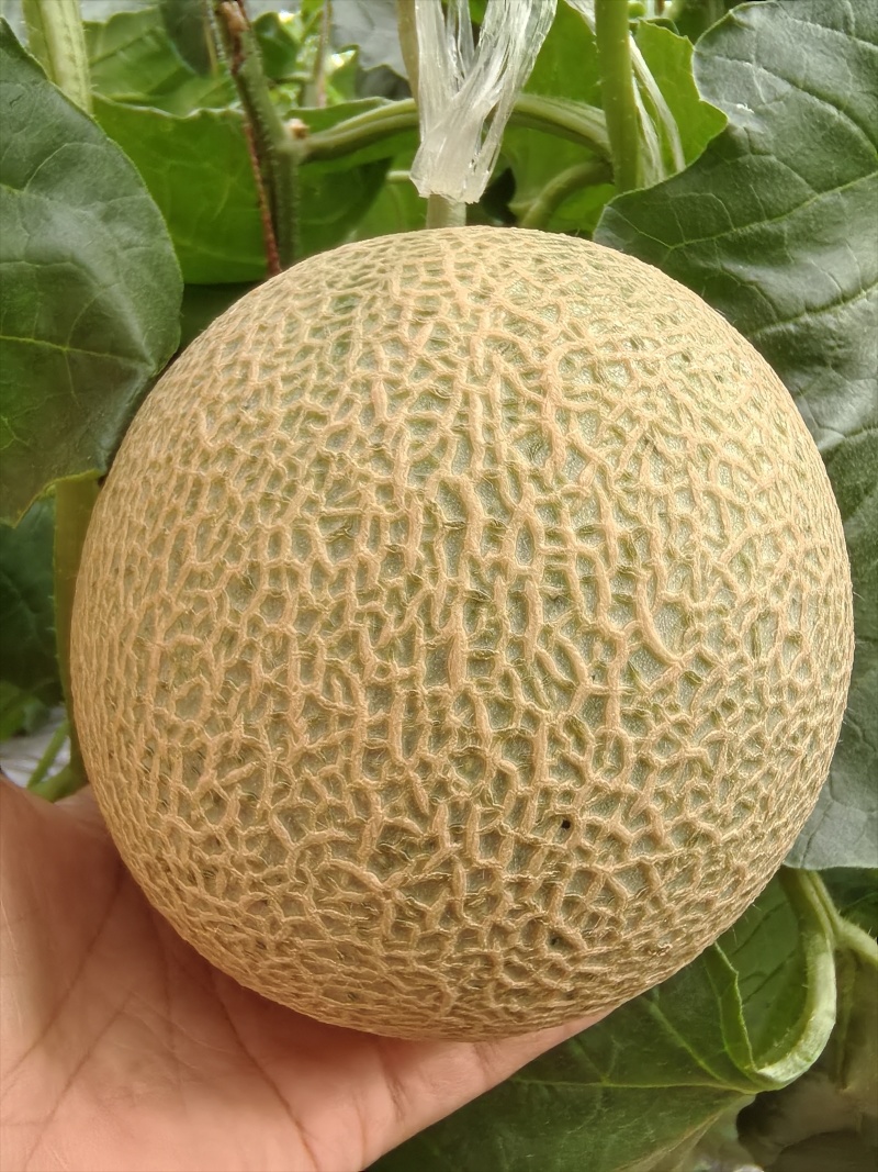 高端网纹瓜