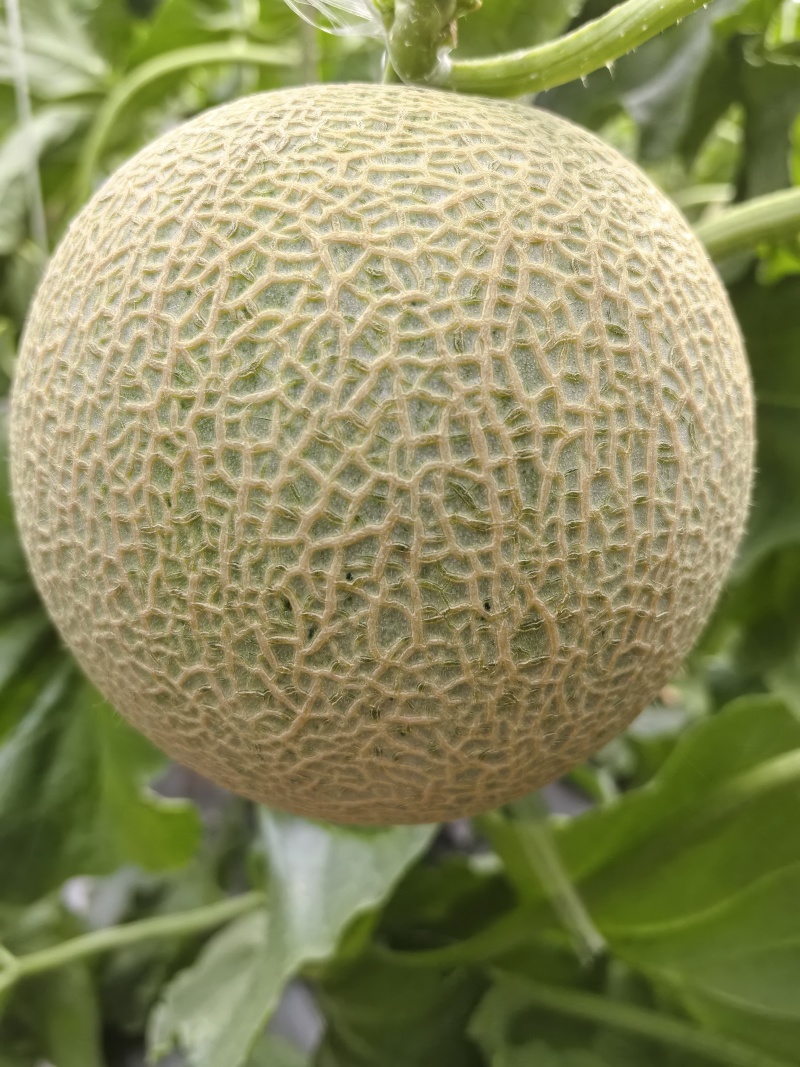 高端网纹瓜