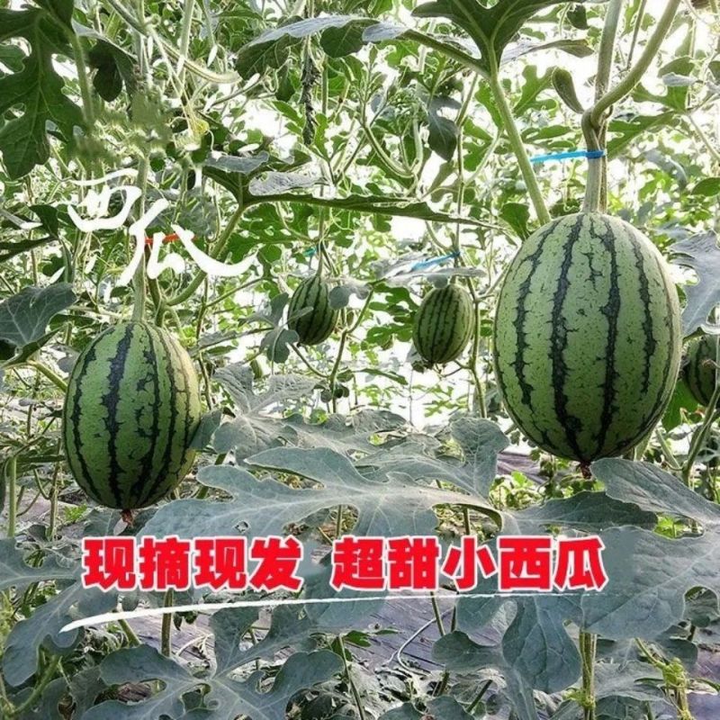 甘美4k西瓜小吊瓜产地批发现摘现发超甜对接全国