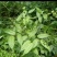 万寿竹，白龙根，香花子，百尾笋