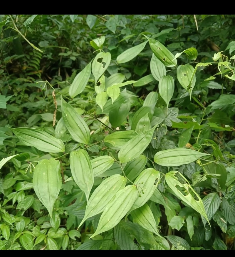 万寿竹，白龙根，香花子，百尾笋