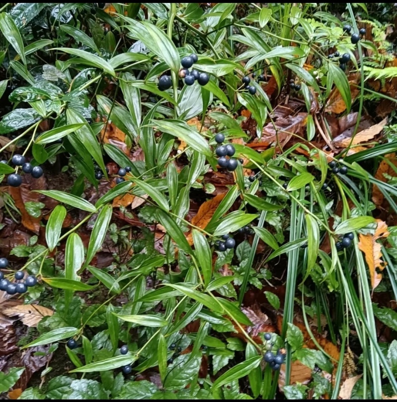 万寿竹，白龙根，香花子，百尾笋