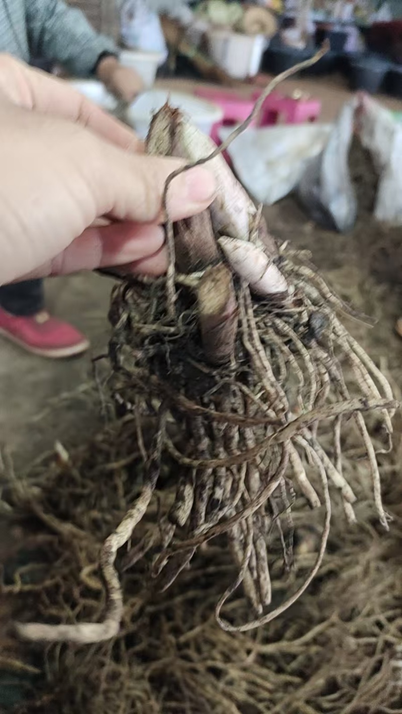 万寿竹，白龙根，香花子，百尾笋
