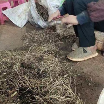 万寿竹，白龙根，香花子，百尾笋