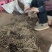 万寿竹，白龙根，香花子，百尾笋